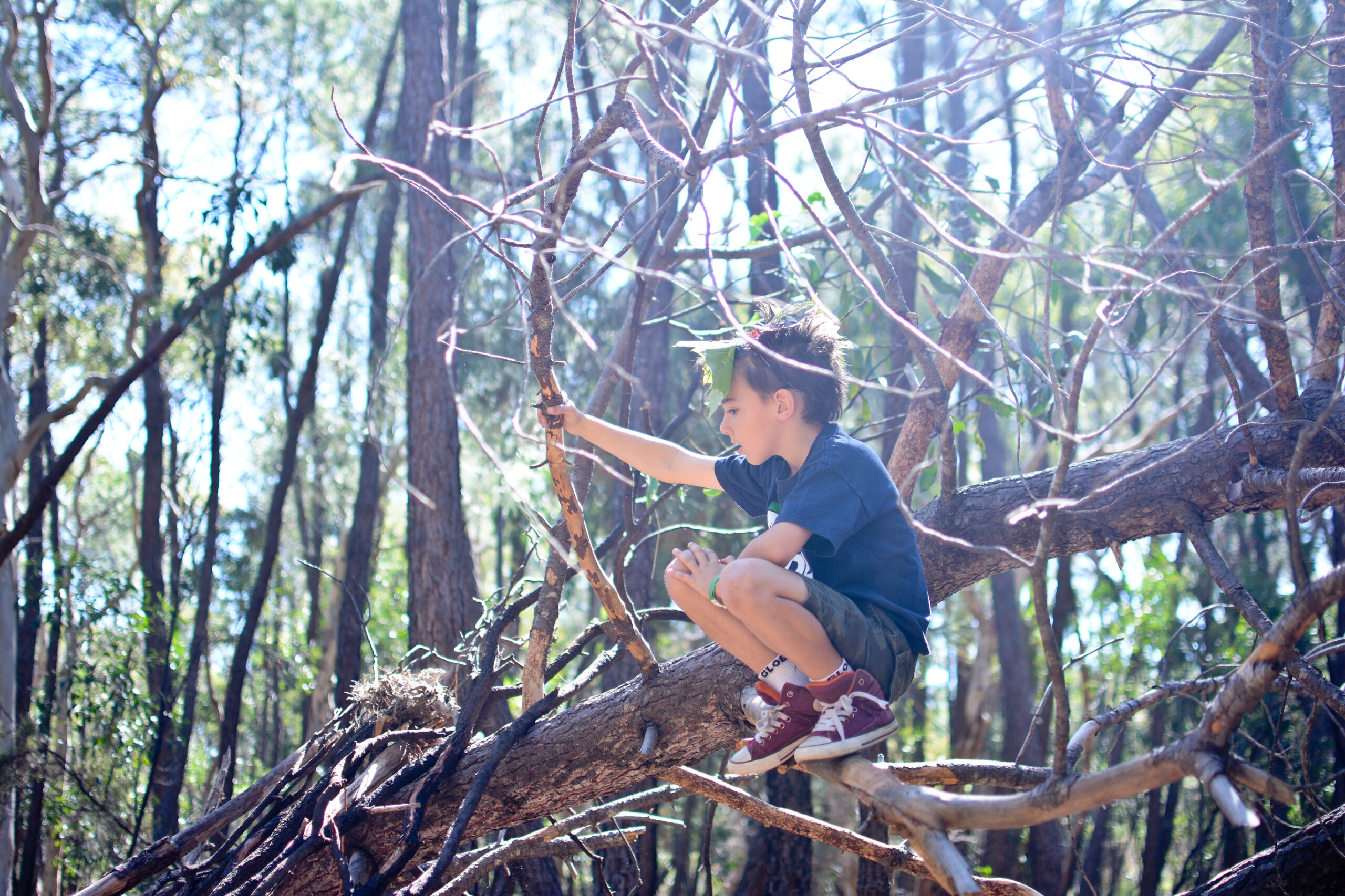 Forest Festival Kuitpo Wirra inparri | ForestrySA